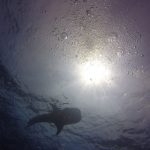 Whale Shark at Sail Rock Koh Tao