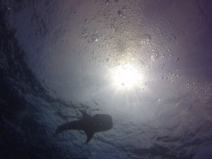 Whale Shark at Sail Rock Koh Tao