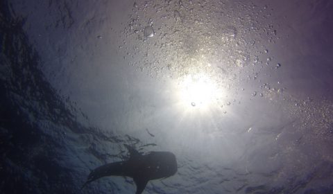 Whale Shark at Sail Rock Koh Tao