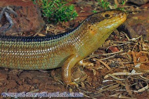 yakka skink